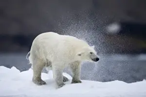 Images Dated 30th July 2008: Norway, Svalbard, Polar Bear (Ursus maritimus) shakes off water after climbing onto