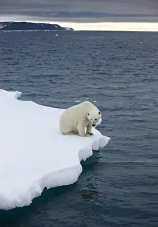 Images Dated 30th July 2008: Norway, Svalbard, Polar Bear (Ursus maritimus) sitting on melting iceberg near Half