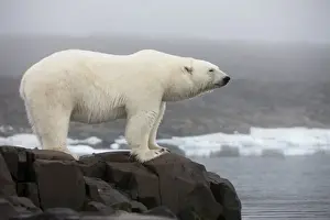 Images Dated 14th August 2009: Norway, Svalbard, Polar Bear (Ursus maritimus) standing along coast of Malmgren Island