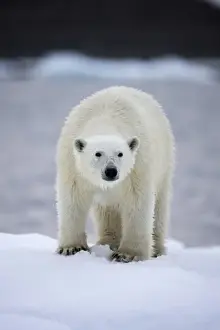 Images Dated 30th July 2008: Norway, Svalbard, Polar Bear (Ursus maritimus) standing on iceberg near Half Moon