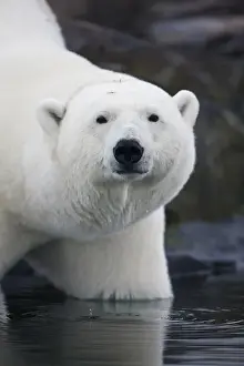 Images Dated 14th August 2009: Norway, Svalbard, Polar Bear (Ursus maritimus) standing in shallow water along coast