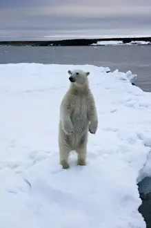 Images Dated 30th July 2008: Norway, Svalbard, Polar Bear (Ursus maritimus) standing upright on melting iceberg