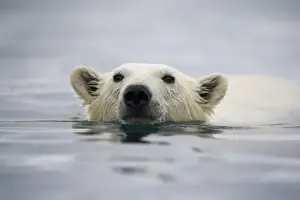 Half Moon Island Prints: Norway, Svalbard, Polar Bear (Ursus maritimus) swimming near Half Moon Island