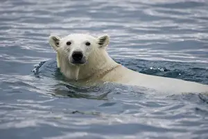 Images Dated 30th July 2008: Norway, Svalbard, Polar Bear (Ursus maritimus) swimming near Half Moon Island