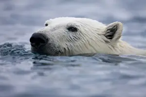 Images Dated 30th July 2008: Norway, Svalbard, Polar Bear (Ursus maritimus) swimming near Half Moon Island