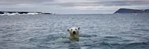 Images Dated 30th July 2008: Norway, Svalbard, Polar Bear (Ursus maritimus) swimming near Half Moon Island