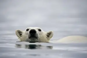 Images Dated 30th July 2008: Norway, Svalbard, Polar Bear (Ursus maritimus) swimming near Half Moon Island