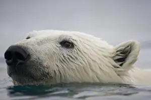 Images Dated 30th July 2008: Norway, Svalbard, Polar Bear (Ursus maritimus) swimming near Half Moon Island