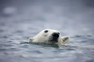 Images Dated 30th July 2008: Norway, Svalbard, Polar Bear (Ursus maritimus) swimming near Half Moon Island