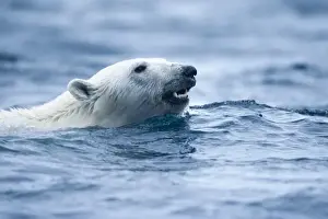 Images Dated 6th August 2009: Norway, Svalbard, Polar Bear (Ursus maritimus) swimming in sea near Phippsoya Island