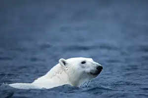 Images Dated 6th August 2009: Norway, Svalbard, Polar Bear (Ursus maritimus) swimming in sea near Phippsoya Island