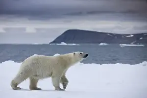 Images Dated 30th July 2008: Norway, Svalbard, Polar Bear (Ursus maritimus) walking on iceberg near Half Moon