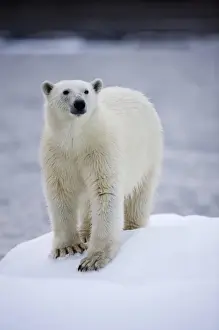 Images Dated 30th July 2008: Norway, Svalbard, Polar Bear (Ursus maritimus) walking on iceberg near Half Moon