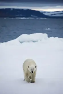 Images Dated 30th July 2008: Norway, Svalbard, Polar Bear (Ursus maritimus) walking on melting iceberg near Half