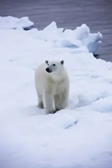 Images Dated 30th July 2008: Norway, Svalbard, Polar Bear (Ursus maritimus) walking on melting iceberg near Half