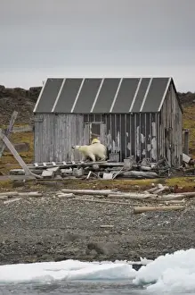 Images Dated 30th July 2008: Norway, Svalbard, Polar Bear (Ursus maritimus) walking around outside of trapper s