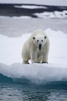 Norway, Svalbard, Polar Bear (Ursus maritimus) yawning in threat display on iceberg