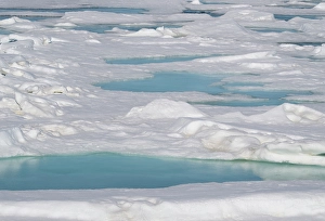 Arctic Ocean Prints: Norway, Svalbard. Pools of meltwater fill depressions in pack ice