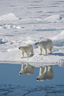 Dangerous Prints: Norway, Svalbard. Reflection of polar bear sow and cub on ice