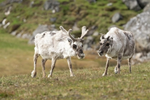 Reindeer Prints: Norway, Svalbard. Reindeer grazing on tundra