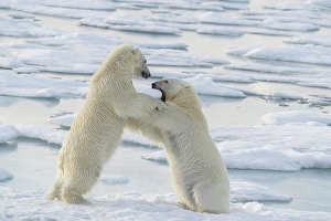 Dangerous Prints: Norway, Svalbard. Sibling polar bear subadults play fighting on pack ice