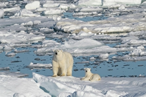 Mother Prints: Norway, Svalbard. Sow polar bear with cub on pack ice in Arctic Ocean