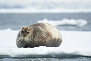 Northern Prints: Norway. Svalbard. Spitsbergen. Alkefjellet