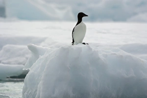 Images Dated 24th June 2014: Norway. Svalbard. Spitsbergen. Alkefjellet