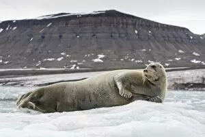 Images Dated 14th August 2008: Norway, Svalbard, Spitsbergen, Bearded Seal (Erignathus barbatus) on iceberg