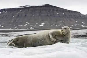 Day Light Prints: Norway, Svalbard, Spitsbergen, Bearded Seal (Erignathus barbatus) on iceberg