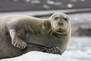 Images Dated 14th August 2008: Norway, Svalbard, Spitsbergen, Bearded Seal (Erignathus barbatus) resting on iceberg