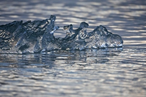 Norway, Svalbard, Spitsbergen Island, Small clear iceberg floating near face of Sveabreen