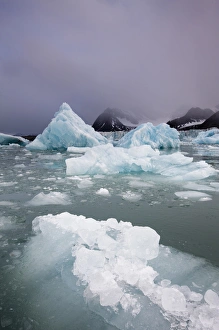 Images Dated 13th August 2008: Norway, Svalbard, Spitsbergen Island, Deep blue icebergs floating near face of Sveabreen