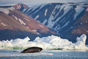 Images Dated 15th August 2009: Norway, Svalbard, Spitsbergen Island, Bearded Seal (Erignathus barbatus) resting