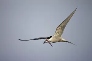 Images Dated 15th August 2008: Norway, Svalbard, Spitsbergen Island, Arctic Tern (Sterna paradisaea) carries small