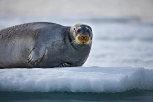 Images Dated 15th August 2009: Norway, Svalbard, Spitsbergen Island, Bearded Seal (Erignathus barbatus) resting