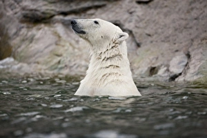 Images Dated 17th August 2009: Norway, Svalbard, Spitsbergen Island, Polar Bear (Ursus maritimus) swimming in Sallyhammna