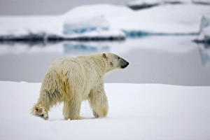 Images Dated 8th August 2008: Norway, Svalbard, Spitsbergen Island, Polar Bear (Ursus maritimus) walking on iceberg