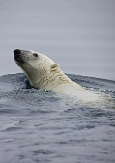 Images Dated 8th August 2008: Norway, Svalbard, Spitsbergen Island, Polar Bear (Ursus maritimus) swimming along