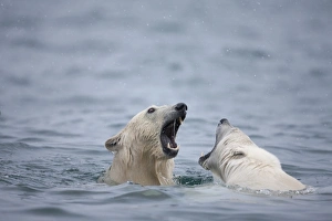 Norway, Svalbard, Spitsbergen Island, Polar Bears (Ursus maritimus) play fighting
