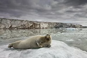 Images Dated 14th August 2008: Norway, Svalbard, Spitsbergen Island, Bearded Seal (Erignathus barbatus) resting