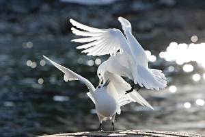 Norway, Svalbard, Spitsbergen Island, Ivory Gulls (Pagophila eburnea) fight while