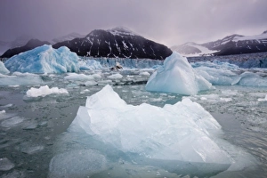 Images Dated 13th August 2008: Norway, Svalbard, Spitsbergen Island, Deep blue icebergs floating near face of Sveabreen