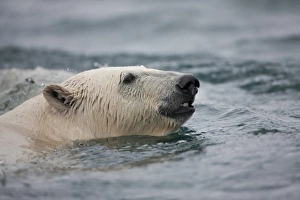 Images Dated 18th August 2009: Norway, Svalbard, Spitsbergen Island, Polar Bear (Ursus maritimus) swimming in Sallyhammna