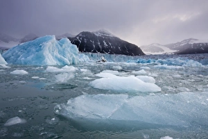 Images Dated 13th August 2008: Norway, Svalbard, Spitsbergen Island, Deep blue icebergs floating near face of Sveabreen