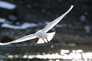 Images Dated 17th August 2009: Norway, Svalbard, Spitsbergen Island, Ivory Gull (Pagophila eburnea) gliding on wind