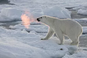 Norway Collection: Norway, Svalbard, Spitsbergen. Polar bear with backlit breath