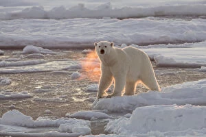 Norway Gallery: Norway, Svalbard, Spitsbergen. Polar bear with backlit breath