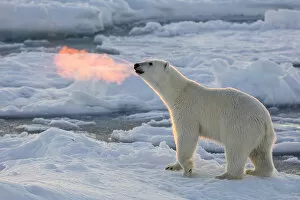 Norway Gallery: Norway, Svalbard, Spitsbergen. Polar bear with backlit breath