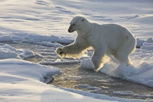 Norway Collection: Norway, Svalbard, Spitsbergen. Polar bear jumps across sea ice
